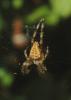 Araneus diadematus